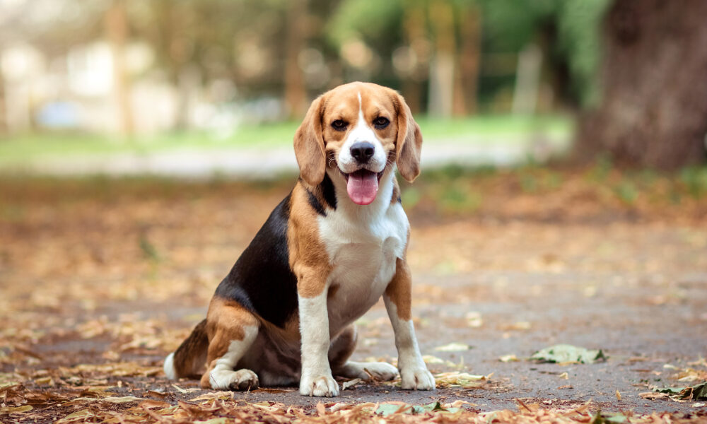 Porte-Clé Chien Beagle